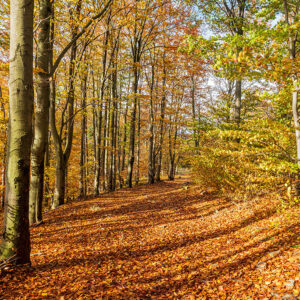 Podzimní les v Beskidu Malem