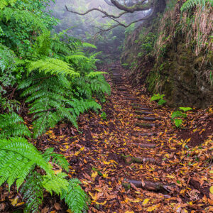 Mlžný vavřínový les na Madeiře