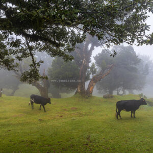 Mlžné ráno na Fanalu