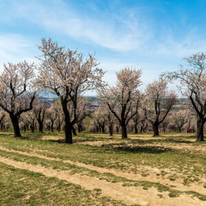 Mandloňový sad nad Hustopecemi