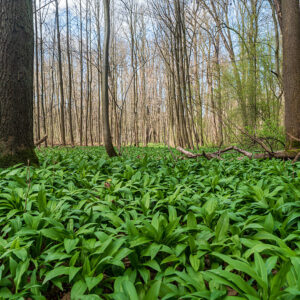 Jarní les s medvědím česnekem