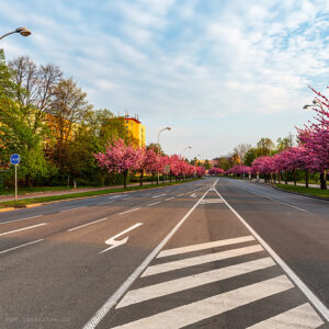 Sakurová alej v Karviné
